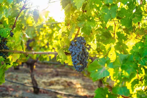5111 Lovall Valley Loop Rd, Napa, CA 94559 photo 6
