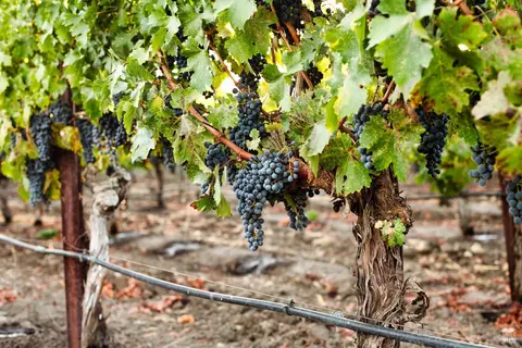 5111 Lovall Valley Loop Rd, Napa, CA 94559 photo 13