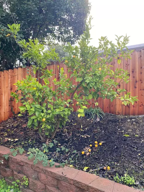 225 Goheen Cir, Vallejo, CA 94591 photo 18