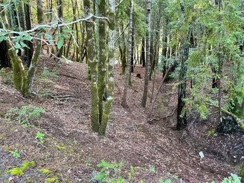 26075 Poppy Dr, Willits, CA 95490