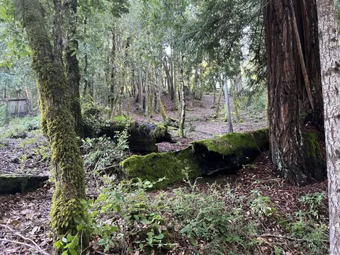 24100 Lilac Rd, Willits, CA 95490 photo 14