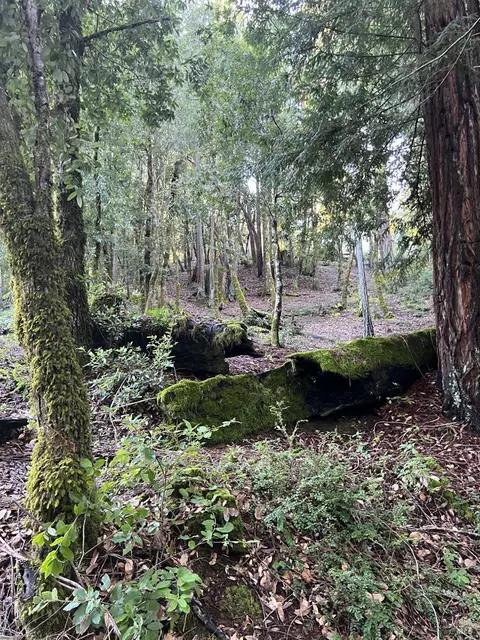 24100 Lilac Rd, Willits, CA 95490 photo 15