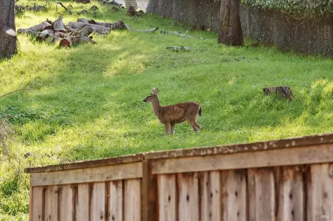 Other - 20 Deer Valley Ct, Petaluma, CA 94952 photo 2 of 11