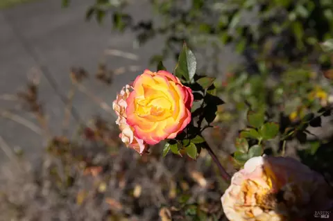 775 Dizzy Gillespie Way, Windsor, CA 95492 photo 22