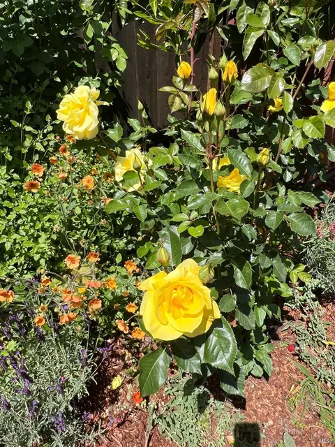 Other - 128 Walnut Ave, Mill Valley, CA 94941 photo 16 of 16
