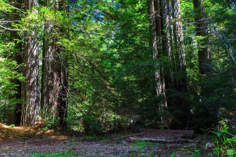 40050 Wilderness Lodge Rd, Branscomb, CA 95417 photo 22