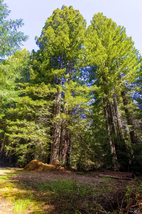 40050 Wilderness Lodge Rd, Branscomb, CA 95417 photo 21