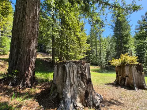 Exterior - 16770 Branscomb Rd, Branscomb, CA 95417 photo 28 of 40