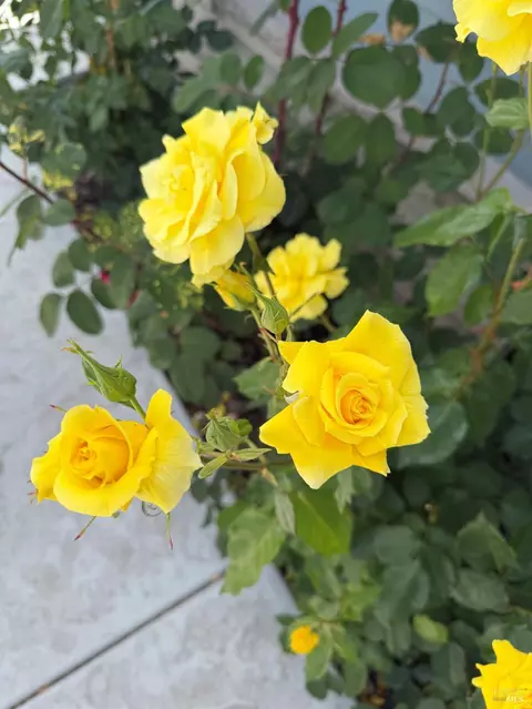 2085 W Park Ave, Napa, CA 94558