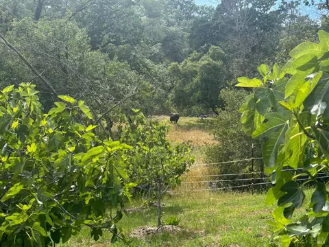 Other - 2371 Mcnab Ranch Rd, Ukiah, CA 95482 photo 9 of 58