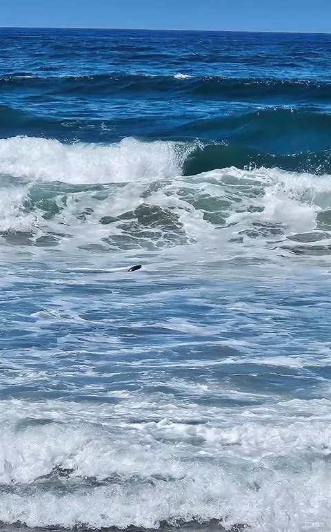 Other - 145 Bean Ave, Bodega Bay, CA 94923 photo 13 of 15