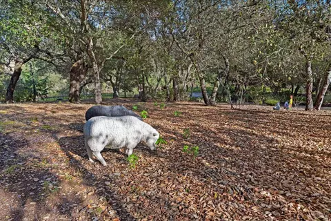 Other - 2557 Trinity Rd, Glen Ellen, CA 95442 photo 4 of 8