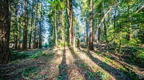 17470 Willow Creek Rd, Occidental, CA 95465 photo 23