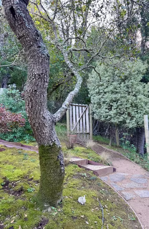 316 Rydal Ave, Mill Valley, CA 94941 photo 44