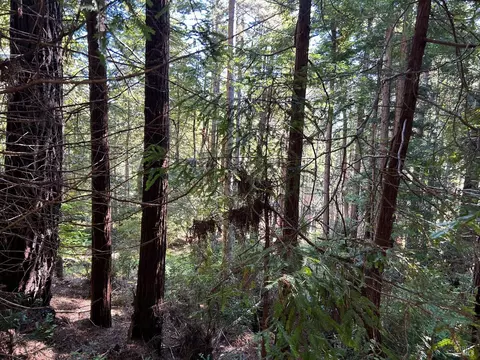 39700 Eureka Hill Rd, Point Arena, CA 95468 photo 8