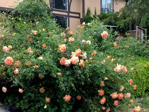 Exterior - 4038 E 3rd Ave, Napa, CA 94558 photo 34 of 43
