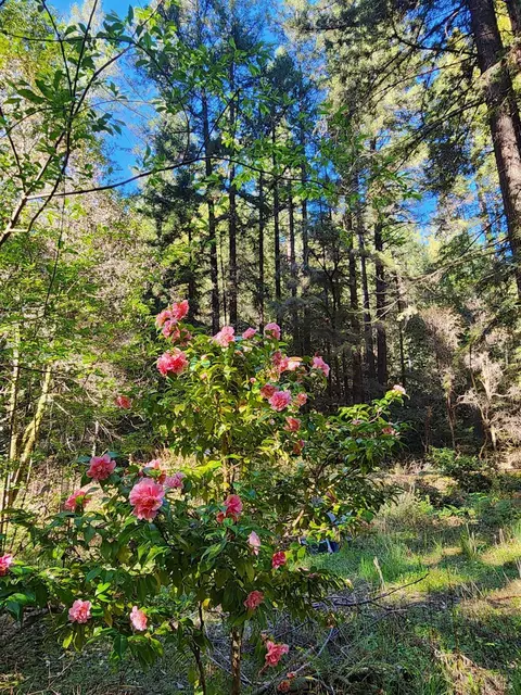 12701 Irmulco Rd, Fort Bragg, CA 95437 photo 12