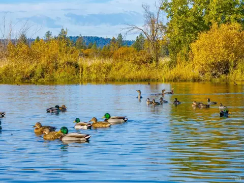 View/Area - 41579 Osprey Rd, Fall River Mills, CA 96028 photo 8 of 19