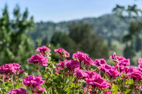 Other - 120 E Manor Dr, Mill Valley, CA 94941 photo 3 of 9