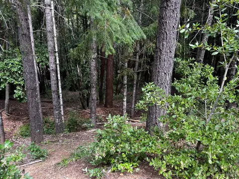 1572 Camellia Pl, Willits, CA 95490 photo 3