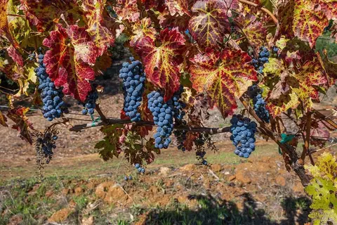 Other - 22355 Chianti Rd, Geyserville, CA 95441 photo 23 of 24