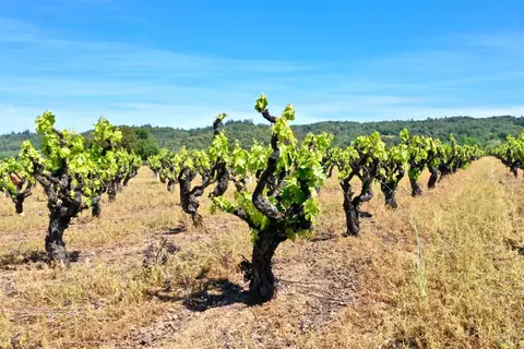 Other - 5143 Dry Creek Rd, Healdsburg, CA 95448 photo 5 of 49