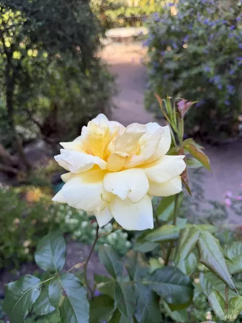 Other - Undisclosed, Occidental, CA 95465 photo 12 of 17