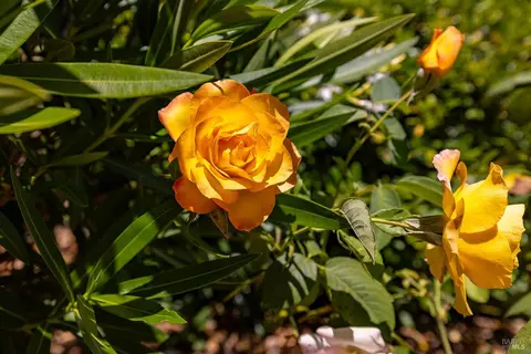 Other - 317 Miramonte Pl, Santa Rosa, CA 95409 photo 5 of 6