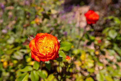 Other - 317 Miramonte Pl, Santa Rosa, CA 95409 photo 4 of 6