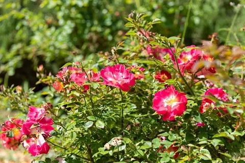 Other - 4542 Thomas Rd, Sebastopol, CA 95472 photo 13 of 19