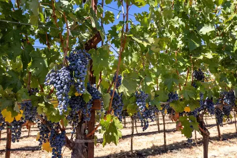 Other - 875 White Cottage Rd N, Angwin, CA 94508 photo 5 of 30