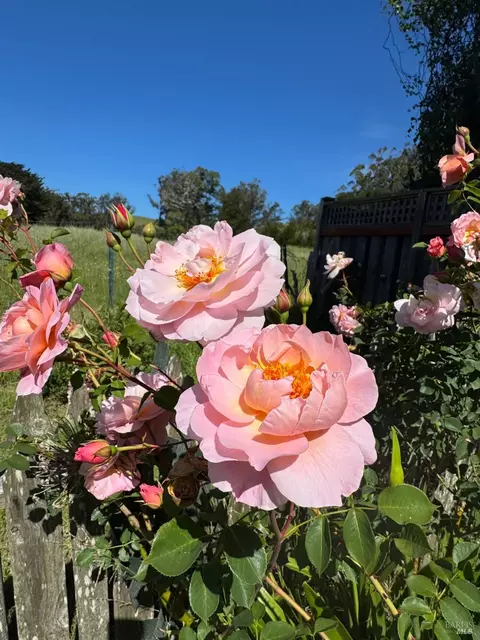Other - 39 Carrie St, Tomales, CA 94971 photo 14 of 15