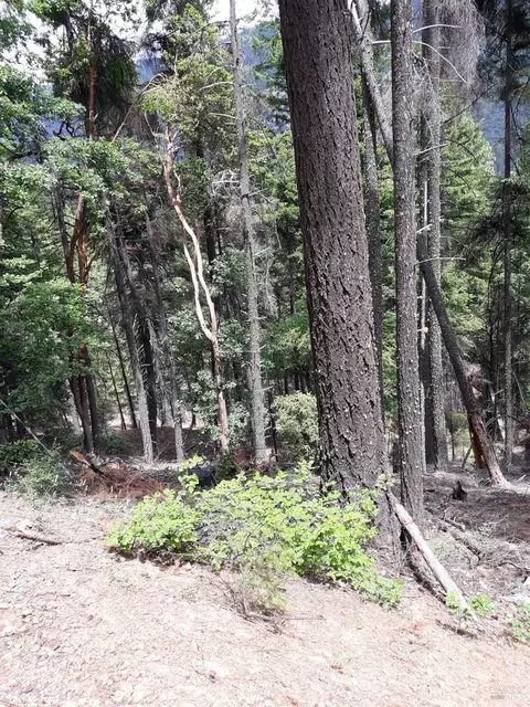 0 Cecilville Rd, Forks Of Salmon, CA 96031