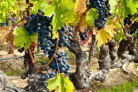 Other - 1597 Estee Ave, Napa, CA 94558 photo 6 of 7