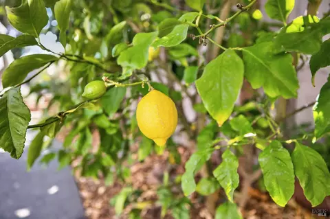 Exterior - 172 Clearview Ct, Petaluma, CA 94952 photo 21 of 21