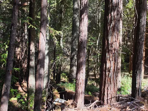 16100 Mariposa Creek Rd, Willits, CA 95490 photo 7