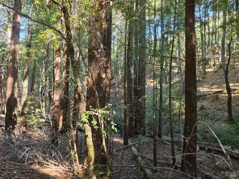 16100 Mariposa Creek Rd, Willits, CA 95490 photo 8