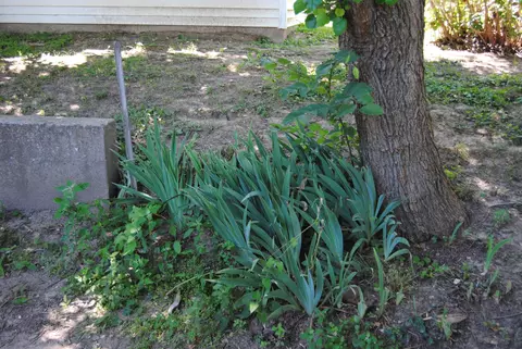 505 Dale St, Fulton, MO 65251 photo 28
