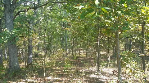 5313 State Rd E, Auxvasse, MO 65231 photo 23