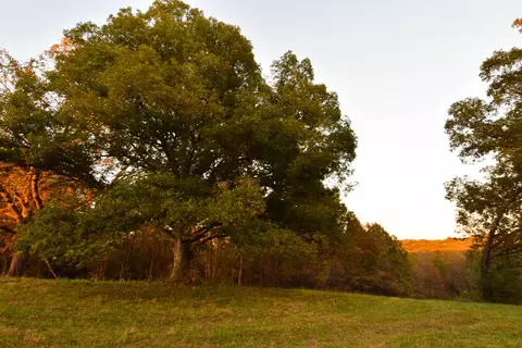 2925 Trails End, Holts Summit, MO 65043 photo 26