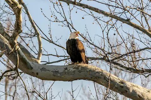 tbd Ostrich Pl, Anabel, MO 63552 photo 20