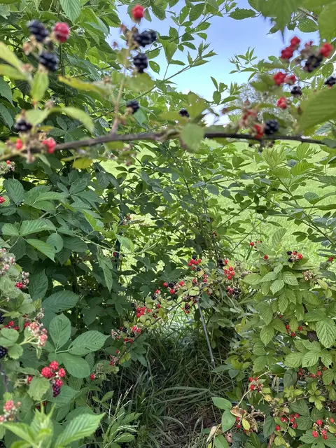 lot6 Willow Woods, Holts Summit, MO 65043 photo 12