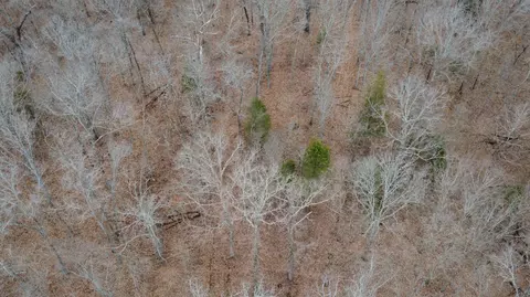 99 5 Acres County Road 40, Cross Timbers, MO 65634