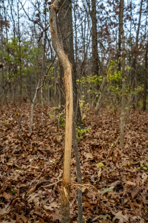 000 County Rd 841, Mexico, MO 65265 photo 16