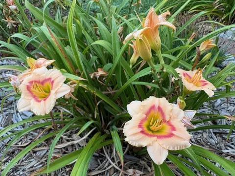 Other - 9325 E St Charles Rd, Columbia, MO 65202 photo 5 of 18