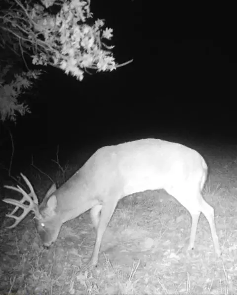 Canole Rd, Sturgeon, MO 65284 photo 7