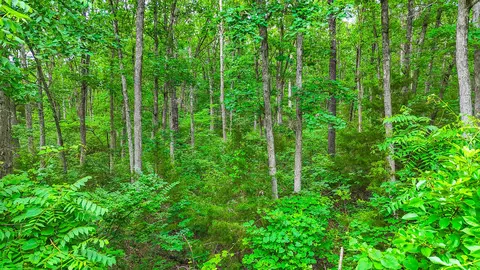 00000 Mclane-dailing Rd, Centralia, MO 65240 photo 17