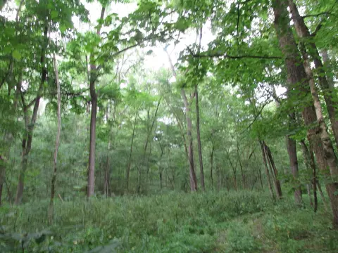 S Bob Veach Rd, Ashland, MO 65010 photo 20
