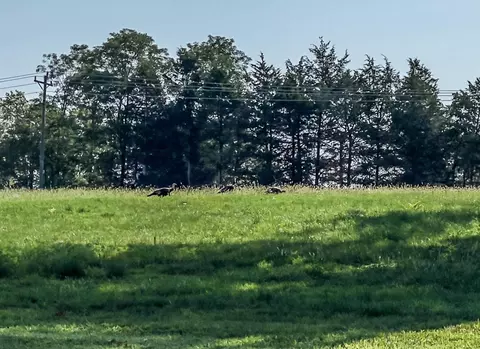 2650 Eagle View Spur, Holts Summit, MO 65043 photo 18