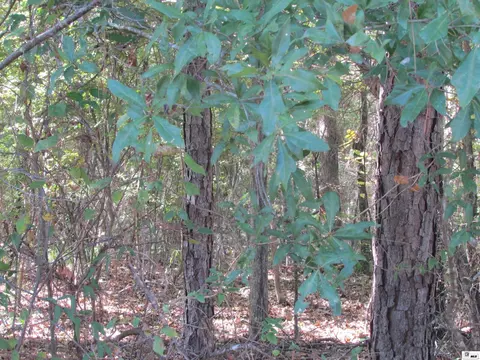 0 Oklahoma St, Bastrop, LA 71220 photo 5